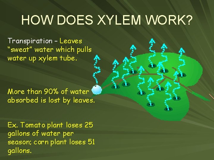 HOW DOES XYLEM WORK? Transpiration – Leaves “sweat” water which pulls water up xylem