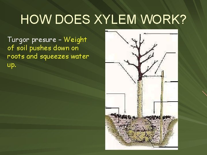 HOW DOES XYLEM WORK? Turgor presure – Weight of soil pushes down on roots