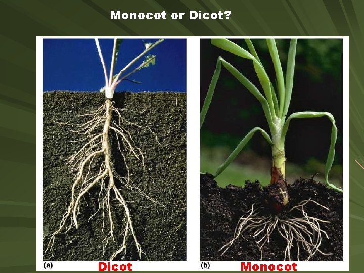 Monocot or Dicot? Dicot Monocot 