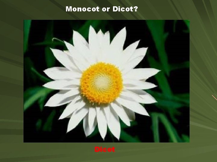 Monocot or Dicot? Dicot 