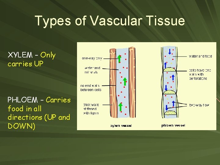 Types of Vascular Tissue XYLEM – Only carries UP PHLOEM – Carries food in