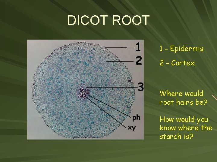 DICOT ROOT 1 - Epidermis 2 - Cortex Where would root hairs be? How