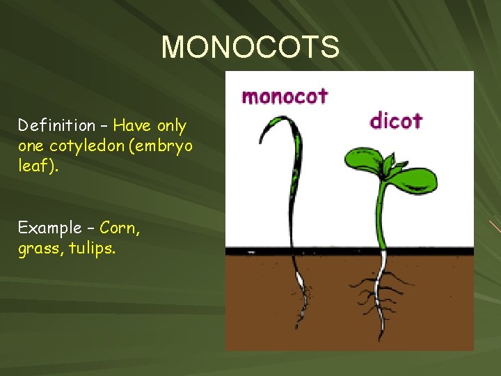 MONOCOTS Definition – Have only one cotyledon (embryo leaf). Example – Corn, grass, tulips.