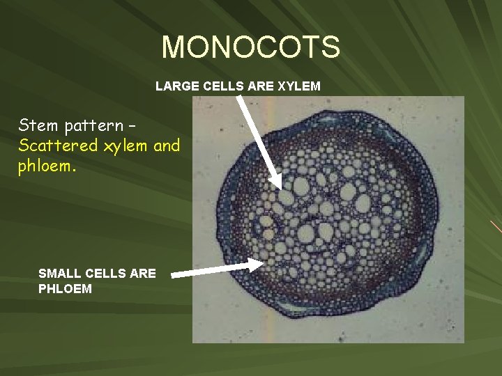 MONOCOTS LARGE CELLS ARE XYLEM Stem pattern – Scattered xylem and phloem. SMALL CELLS
