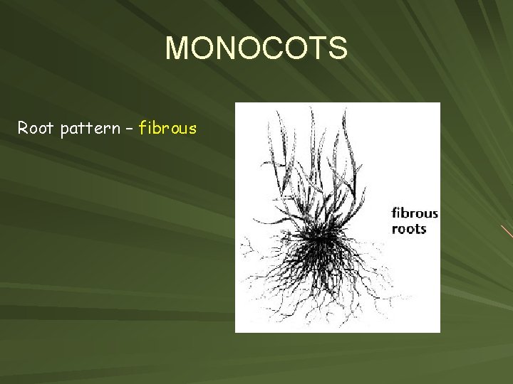 MONOCOTS Root pattern – fibrous 