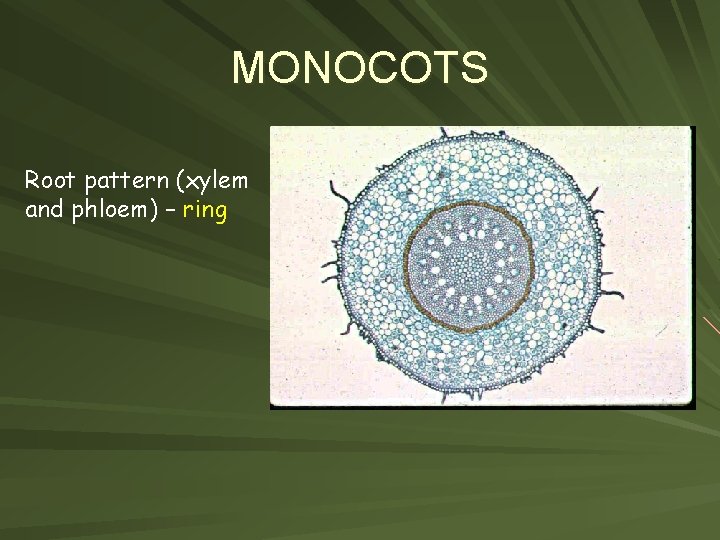 MONOCOTS Root pattern (xylem and phloem) – ring 