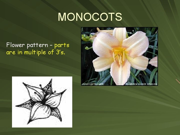 MONOCOTS Flower pattern – parts are in multiple of 3’s. 