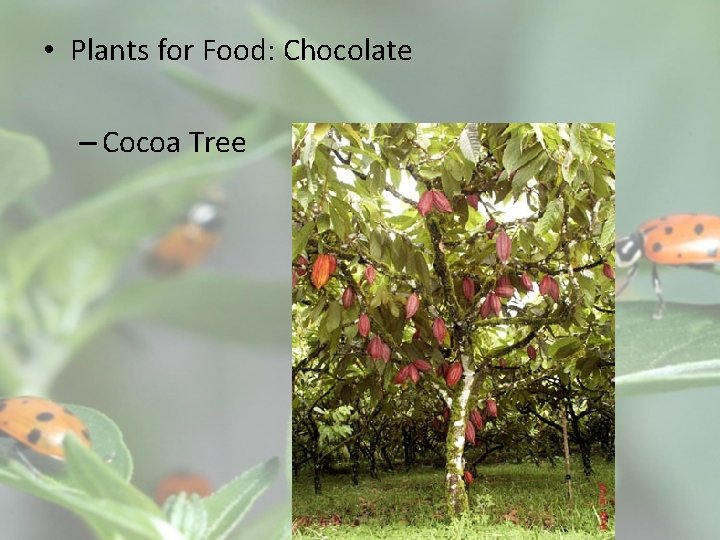 • Plants for Food: Chocolate – Cocoa Tree 