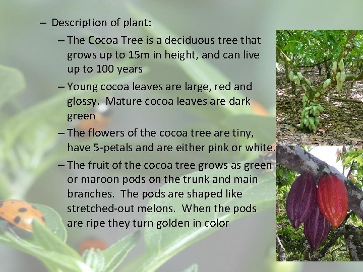 – Description of plant: – The Cocoa Tree is a deciduous tree that grows