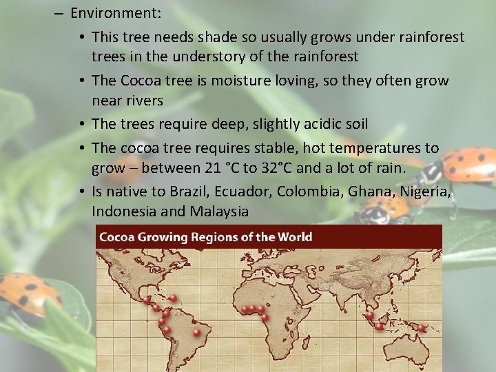 – Environment: • This tree needs shade so usually grows under rainforest trees in