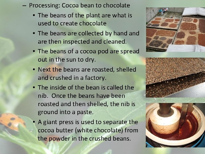 – Processing: Cocoa bean to chocolate • The beans of the plant are what