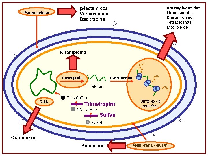 Pared celular -lactamicos Vancomicina Bacitracina Aminoglucosidos Lincosamidas Cloramfenicol Tetraciclinas Macrolidos Rifampicina Trascripción Transducción RNAm