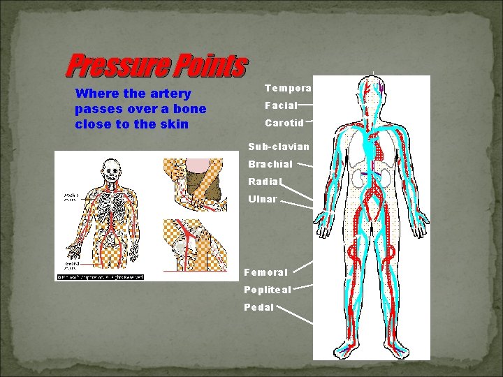 Pressure Points Where the artery passes over a bone close to the skin Temporal