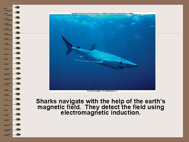 Sharks navigate with the help of the earth’s magnetic field. They detect the field