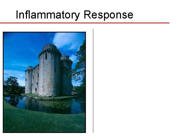 Inflammatory Response 