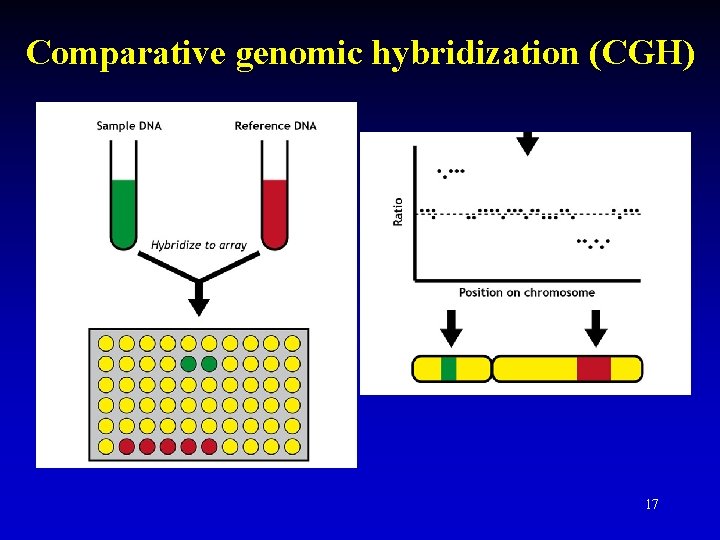 Comparative genomic hybridization (CGH) 17 