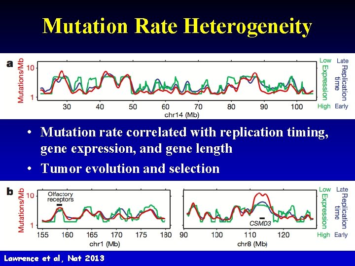 Mutation Rate Heterogeneity • Mutation rate correlated with replication timing, gene expression, and gene