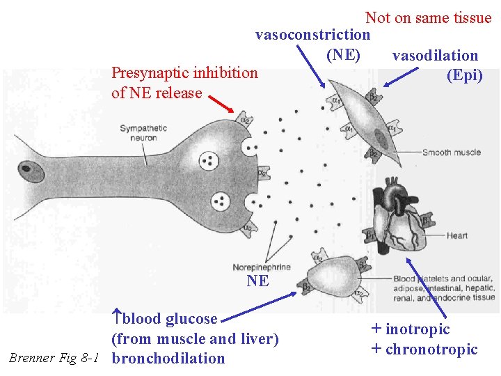 Not on same tissue vasoconstriction (NE) vasodilation Presynaptic inhibition (Epi) of NE release NE