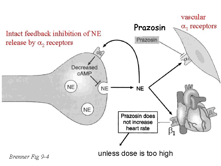 Intact feedback inhibition of NE release by 2 receptors vascular 1 receptors Prazosin 1