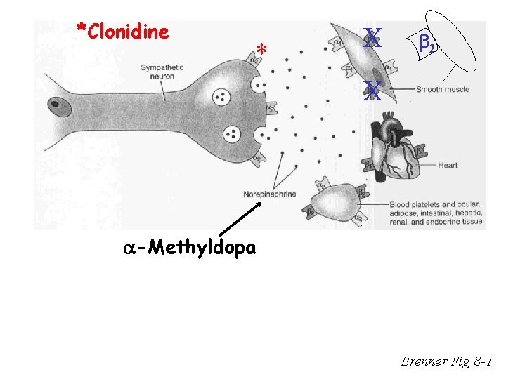 *Clonidine * X 2 X -Methyldopa Brenner Fig 8 -1 