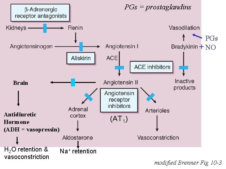 PGs = prostaglandins PGs + NO Brain Antidiuretic Hormone (ADH = vasopressin) H 2