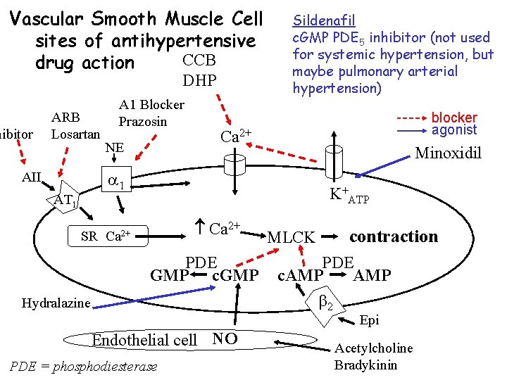 Vascular Smooth Muscle Cell sites of antihypertensive CCB drug action DHP hibitor ARB Losartan