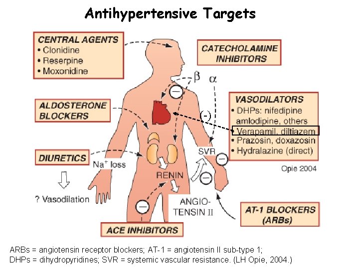 Antihypertensive Targets (-) ARBs = angiotensin receptor blockers; AT-1 = angiotensin II sub-type 1;