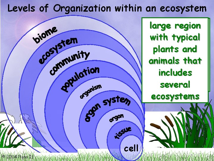 Levels of Organization within an ecosystem large region living and all one all smallest