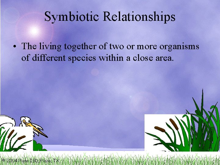 Symbiotic Relationships • The living together of two or more organisms of different species