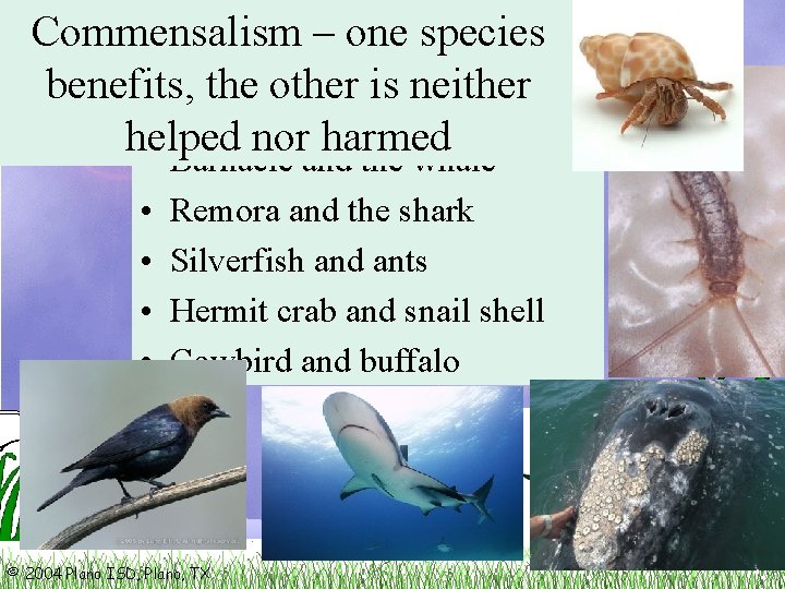 Commensalism – one species benefits, the other is neither EXAMPLES helped nor harmed •