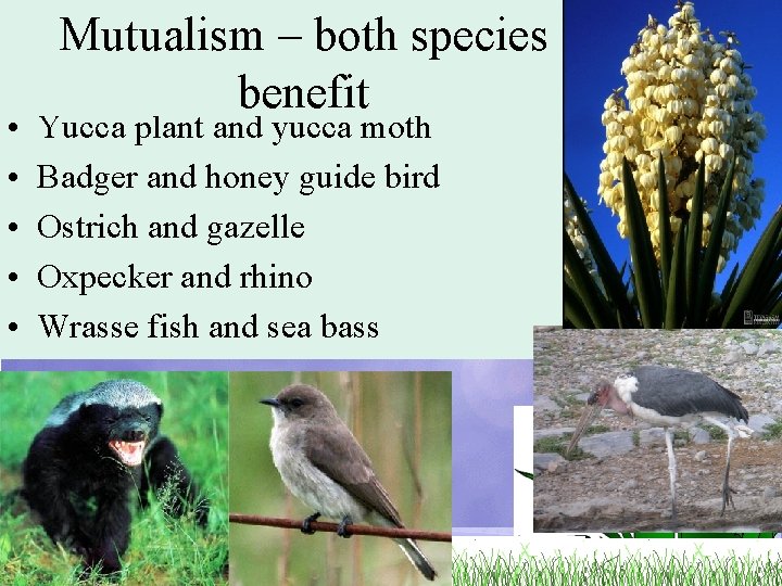 Examples Mutualism – both species • Bee and maribou stork benefit • Yucca plant