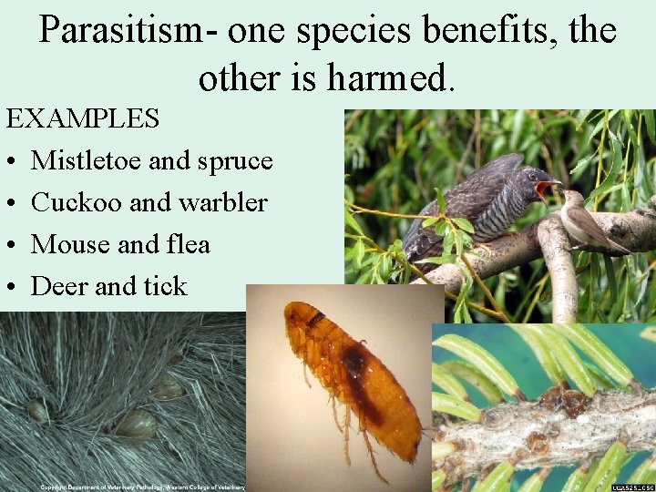 Parasitism- one species benefits, the other is harmed. EXAMPLES • Mistletoe and spruce •