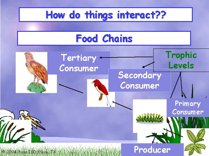 How do things interact? ? Food Chains Tertiary Consumer Secondary Consumer Trophic Levels Primary