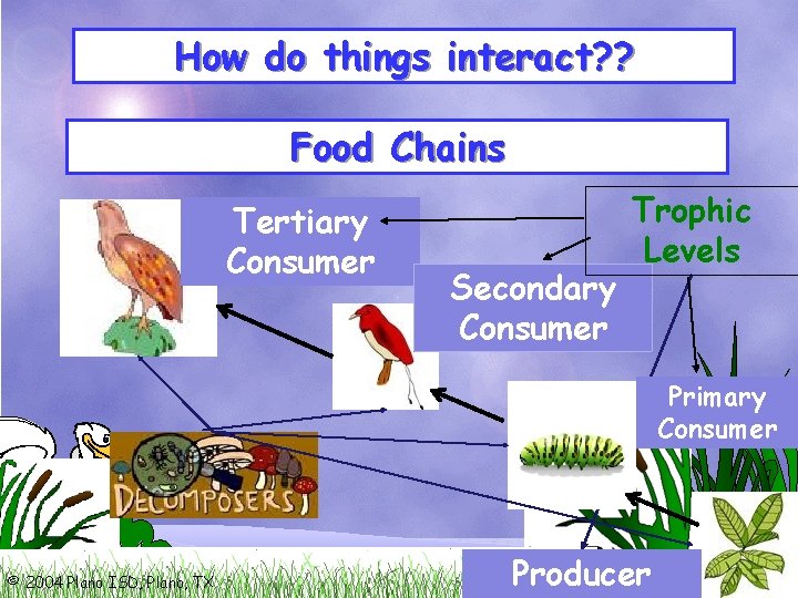 How do things interact? ? Food Chains Tertiary Consumer Secondary Consumer Trophic Levels Primary