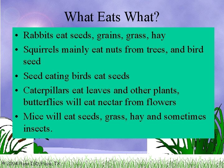 What Eats What? • Rabbits eat seeds, grains, grass, hay • Squirrels mainly eat