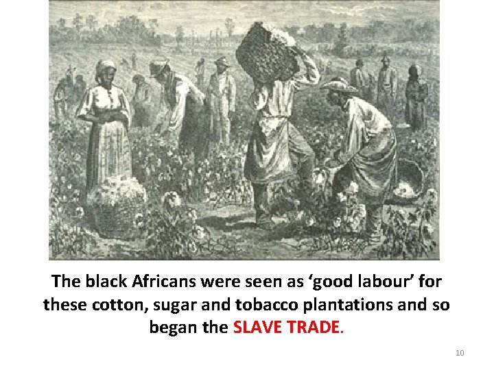 The black Africans were seen as ‘good labour’ for these cotton, sugar and tobacco