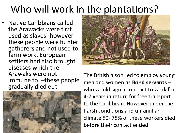 Who will work in the plantations? • Native Caribbians called the Arawacks were first