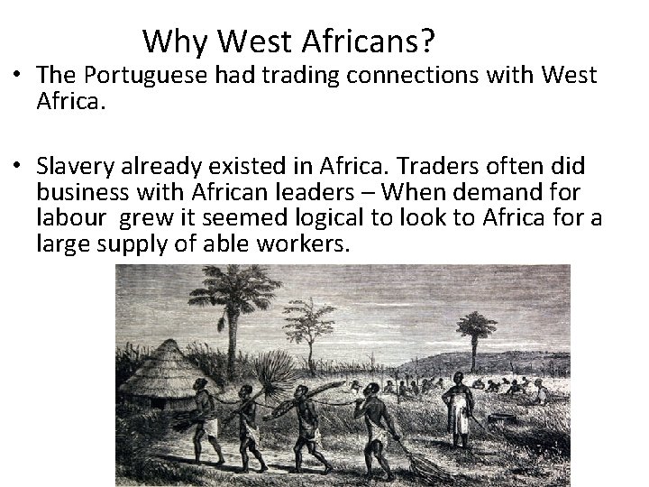 Why West Africans? • The Portuguese had trading connections with West Africa. • Slavery