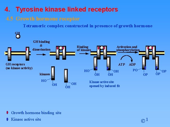 4. Tyrosine kinase linked receptors 4. 5 Growth hormone receptor Tetrameric complex constructed in