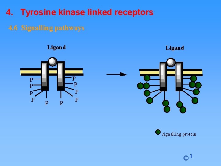 4. Tyrosine kinase linked receptors 4. 6 Signalling pathways Ligand P P P Ligand