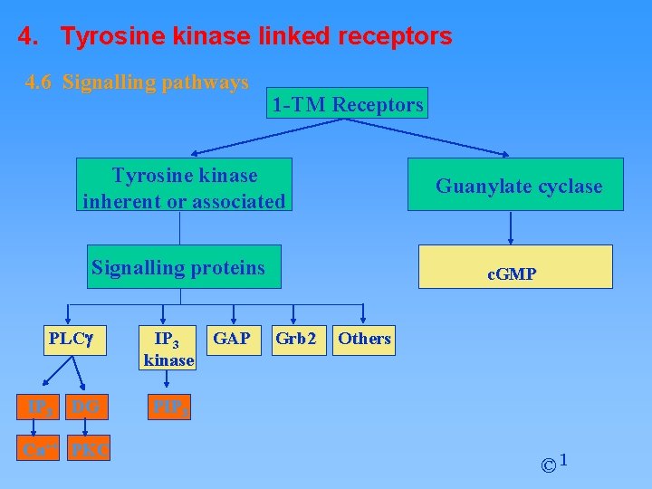 4. Tyrosine kinase linked receptors 4. 6 Signalling pathways 1 -TM Receptors Tyrosine kinase