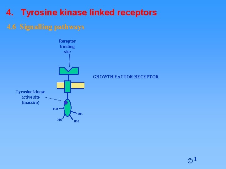 4. Tyrosine kinase linked receptors 4. 6 Signalling pathways Receptor binding site GROWTH FACTOR