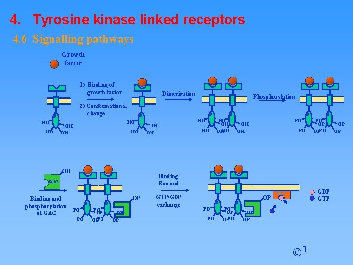 4. Tyrosine kinase linked receptors 4. 6 Signalling pathways Growth factor 1) Binding of