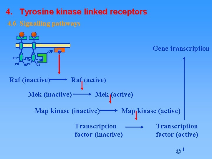 4. Tyrosine kinase linked receptors 4. 6 Signalling pathways Gene transcription OP Ras PO