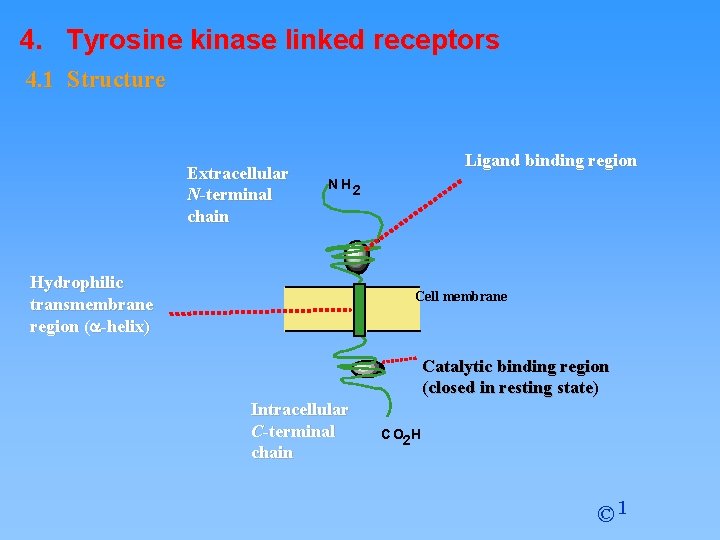 4. Tyrosine kinase linked receptors 4. 1 Structure Extracellular N-terminal chain Ligand binding region