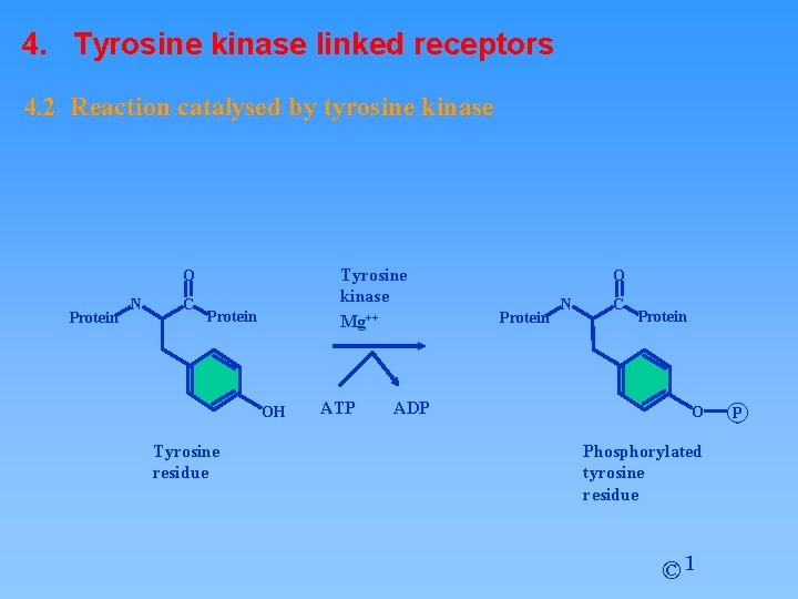 4. Tyrosine kinase linked receptors 4. 2 Reaction catalysed by tyrosine kinase Tyrosine kinase