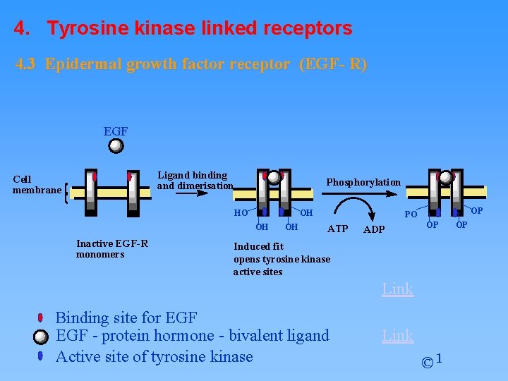 4. Tyrosine kinase linked receptors 4. 3 Epidermal growth factor receptor (EGF- R) EGF