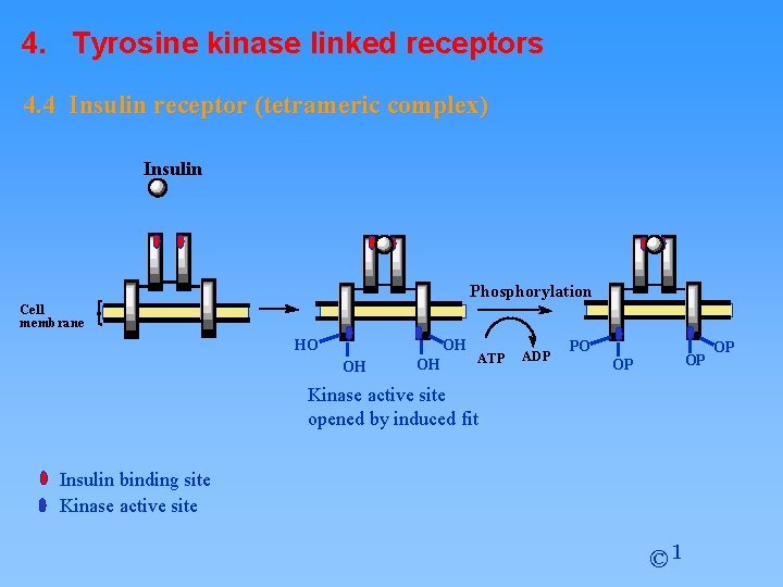 4. Tyrosine kinase linked receptors 4. 4 Insulin receptor (tetrameric complex) Insulin Phosphorylation Cell