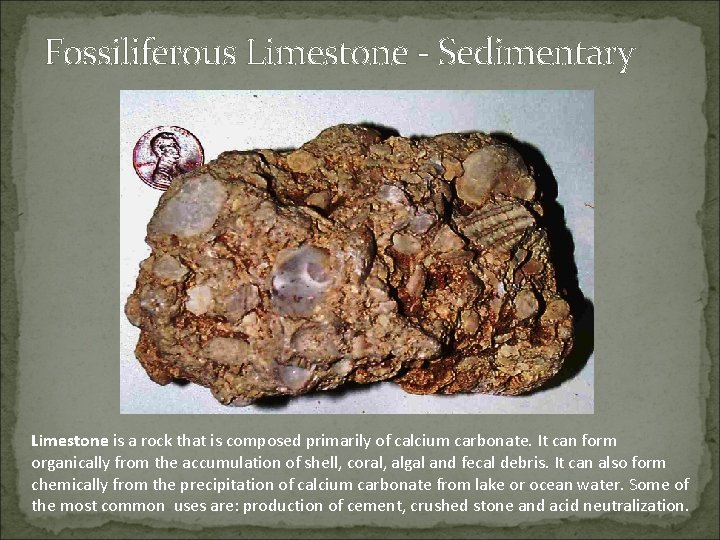 Fossiliferous Limestone - Sedimentary Limestone is a rock that is composed primarily of calcium