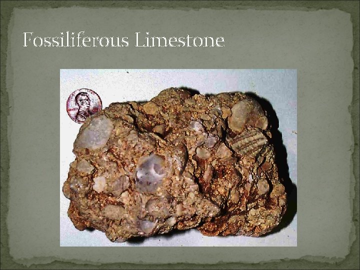 Fossiliferous Limestone 